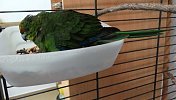 papoušek 10657