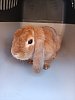 Králík Holland Lop 11177