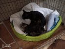 kočka + 4x kotě 12633