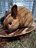 zakrslý králíček 12993