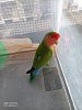 Agapornis 13177