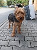pes 13263