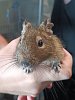 osmák degu 13287