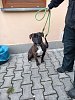 fena 13345